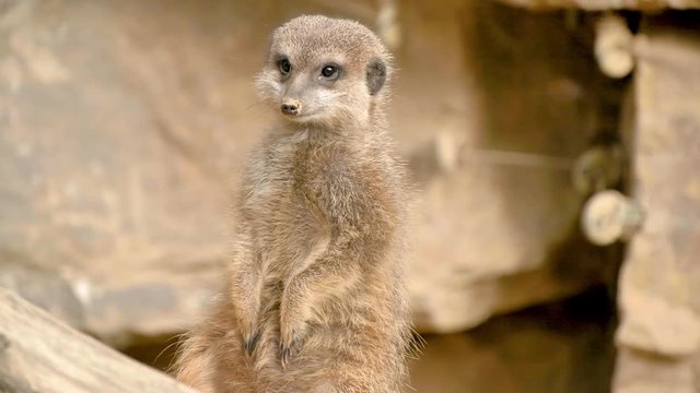 Erdm&auml;nnchen Wachposten