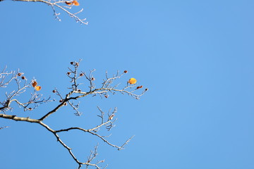 Last autumn leaves on branch against blue sky 3613