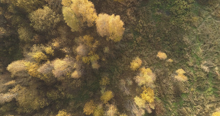 Aerial top view over field and autumn forest in the morning