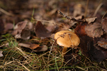 the fungus in the fallen leaves