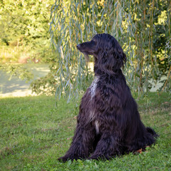 Afghan Hound in the park