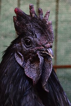 Black rooster head of Ayam Cemani chicken breed from indonesia. Black colour of these hens and rooster is caused by hyperpigmentation.  