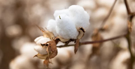 Cotton plant in the field © Ilias Kouroudis
