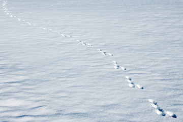 tracks in the snow
