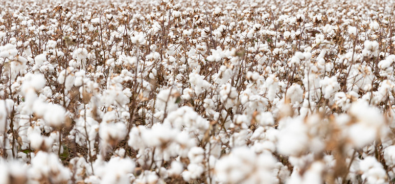 Cotton field during harvesting season in Greece