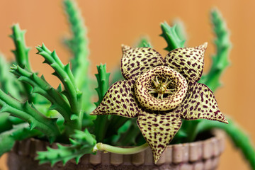 Fototapeta na wymiar Stapelia variegata flower