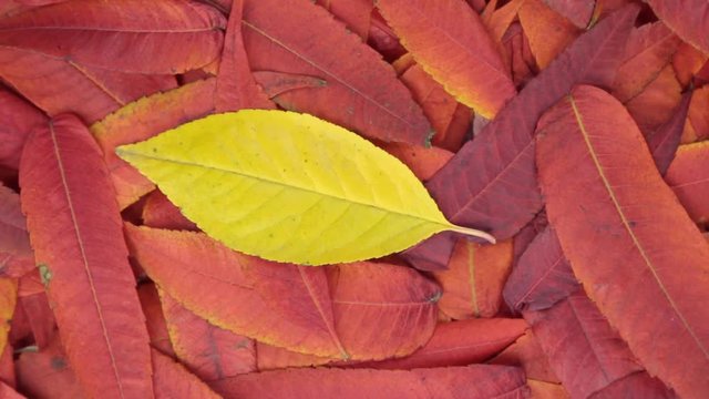 Rotation of the background of red leaves and one yellow leaf. View from above.