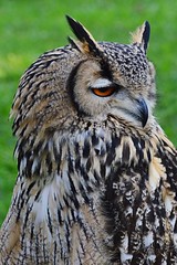 Eurasian eagle-owl, latin name Bubo Bubo, looking right, eyes half closed, green lawn in background