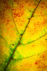 Naklejka na ściany i meble abstract color of a dry autumn leaf