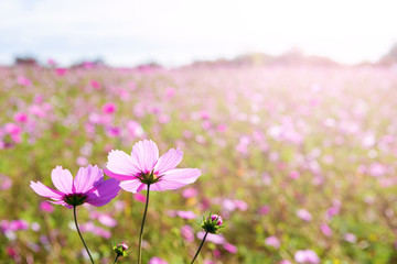 コスモス畑