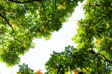 Top view with tree branch and blue sky