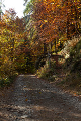 percorrendo la strada della val bomino in autunno nei suoi colori - 230192440