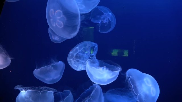 Aurelia aurita, Moon jelly, Saucer jelly, jellyfish, 4K, raw