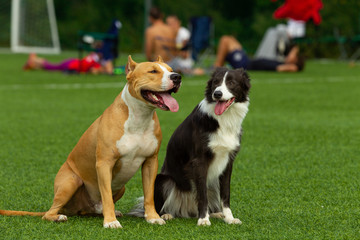 Dogs sit on the background of green grass on the football field