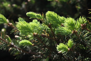 branch of a spruce