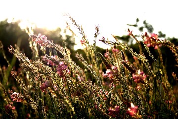 flowers in the garden