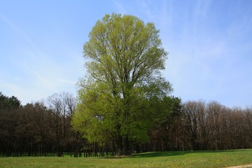 Obraz premium tree in the field