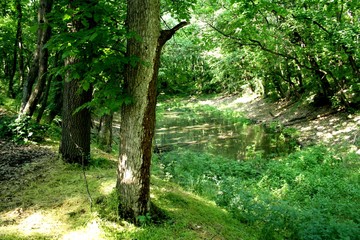 path in the forest