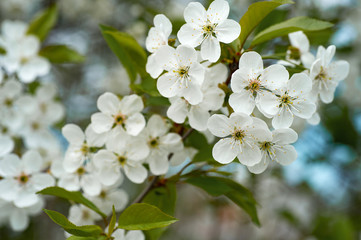 branches of cherry blossoms in the garden in the spring