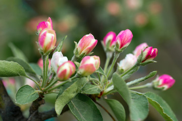 Blooming apple tree in spring time. close-up view , nature background with selective focus