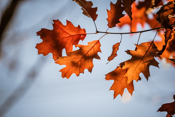 Eichenblätter im Herbst