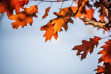 Eichenlaub am Ast im Herbst