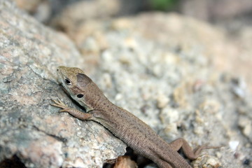 Little brown lizard on the rocks