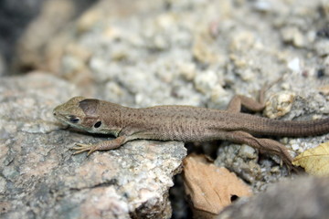 Little brown lizard with closed eyes on a stone