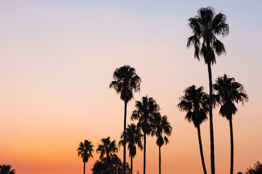 Tropical palm trees silhouette against the gradient of sunset in Perth, Western Australia.