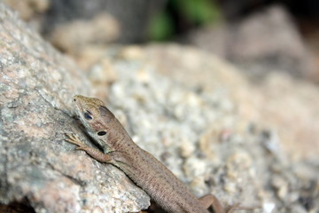 Little brown lizard with closed eyes on a stone