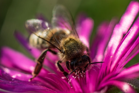 Makroaufnahme einer Biene auf einer Mittagsblume  (delosperma)