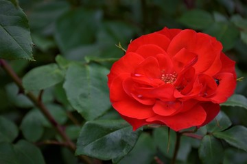 Red rose in the garden.