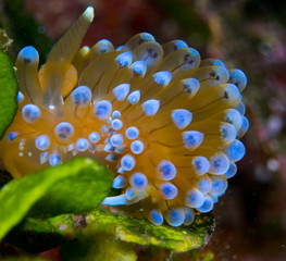 Nudibranchs in their habitat