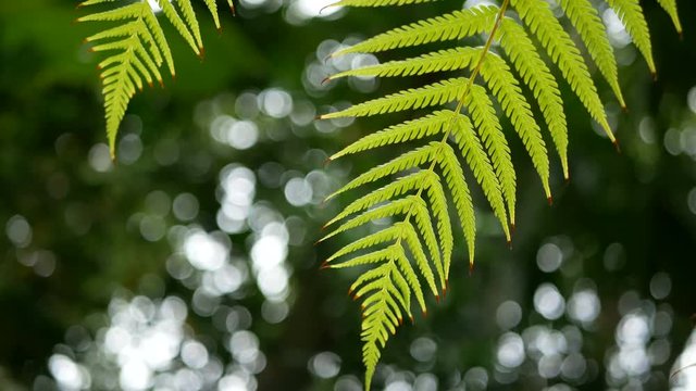4K. green fern leaves sway from wind with green tree background and bokeh light. green natural background with copy space footage , selective focus with deep of field