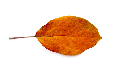 Fototapeta premium Colorful autumn leaves isolated on white background
