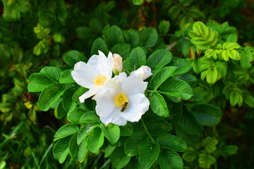 bee on a thriving white wild rose