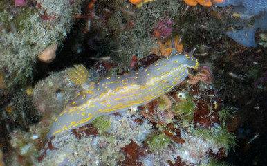 nudibranquio en la costa brava, mar mediterraneo