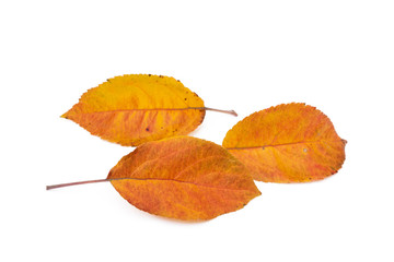 Colorful autumn leaves isolated on white background