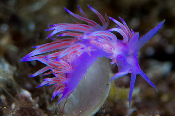 nudibranquio en la costa brava, mar mediterraneo