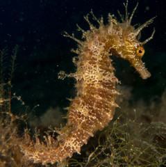 nudibranquio en la costa brava, mar mediterraneo