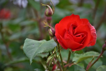 Red rose in garden.