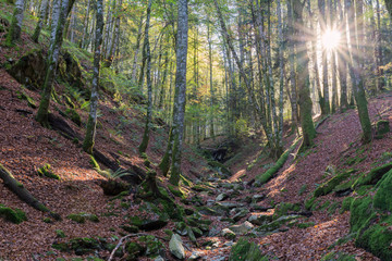 Sunset in the jungle of Irati, Navarre