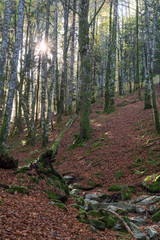 Sunset in the jungle of Irati, Navarre