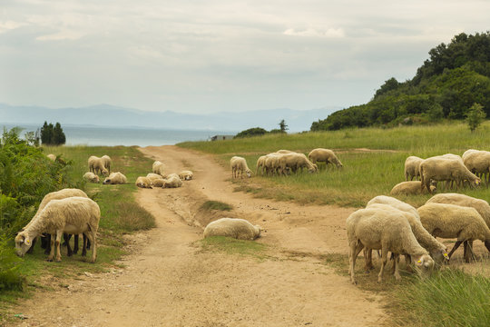 Sheep grazing in a meadow on Rodonit Peninsula, Albania. Adriatic Sea in the background.