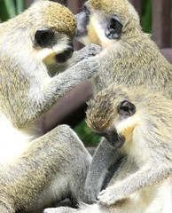 Green vervet monkey (Chlorocebus pygerythrus), ape de-fleeing