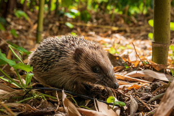 Young hedgehog on bamboo leaves