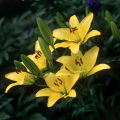 Obraz premium Lily after rain