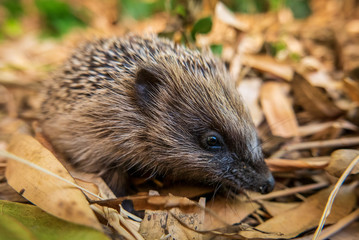 Young Hedegehog