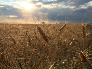 Fototapeta premium field of wheat