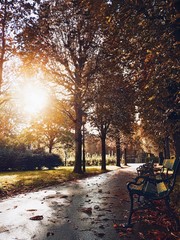 Autumn street with leaves after rain. Sunny day on avenue. Alley with trees, lamp and benches. Fall season. Indian summer.